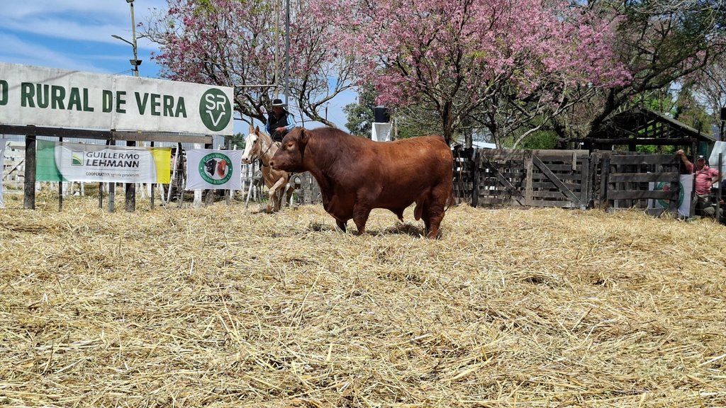 Con gran convocatoria, Cabaña Santa Lucía volvió a jerarquizar el Remate del Noreste Santafesino